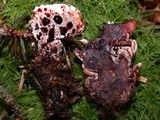 Hydnellum peckii image