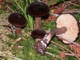 Lactarius fallax var. fallax image