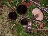 Lactarius fallax var. fallax image