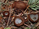Humaria hemisphaerica image