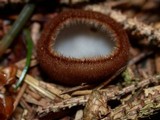 Humaria hemisphaerica image