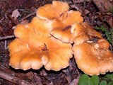 Cantharellus formosus image