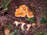 Cantharellus formosus image