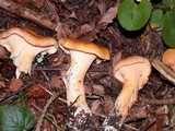 Cantharellus formosus image