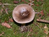 Amanita constricta image