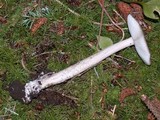 Amanita constricta image
