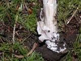 Amanita constricta image