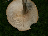 Cantharellula umbonata image