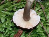Lactarius fallax var. fallax image