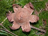 Geastrum rufescens image