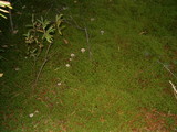 Cantharellula umbonata image