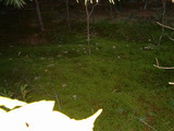 Cantharellula umbonata image