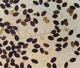Panaeolus subbalteatus image