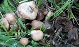 Psilocybe inquilina image