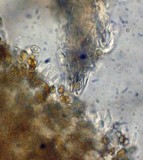 Psilocybe inquilina image