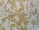 Psilocybe inquilina image