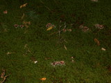 Cantharellula umbonata image