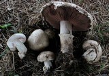 Agaricus subfloccosus image