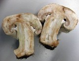 Agaricus subfloccosus image
