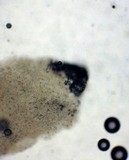 Agaricus subfloccosus image