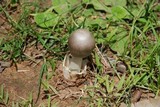 Amanita sect. Vaginatae image