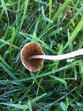 Conocybe apala image
