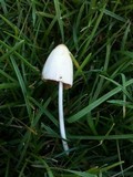 Conocybe apala image