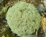 Cladonia subtenuis image