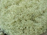 Cladonia subtenuis image
