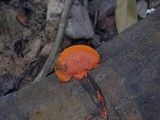 Pycnoporus sanguineus image