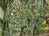 Parmotrema mellissii image