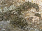 Melanelia culbersonii image