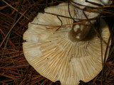 Ampulloclitocybe clavipes image