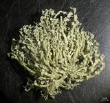 Ramalina petrina image