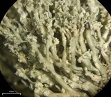 Ramalina petrina image
