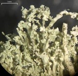 Ramalina petrina image