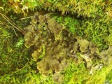 Peltigera evansiana image