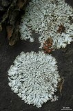 Physcia pseudospeciosa image