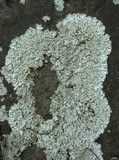 Physcia pseudospeciosa image