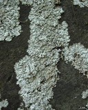 Physcia pseudospeciosa image