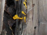 Dacryopinax spathularia image