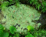 Baeomyces rufus image