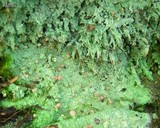 Baeomyces rufus image
