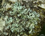 Hypotrachyna gondylophora image