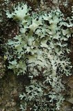 Hypotrachyna imbricatula image