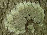 Loxospora ochrophaea image