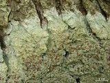 Loxospora ochrophaea image