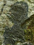 Parmeliella triptophylla image