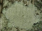 Pertusaria amara f. amara image