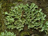 Usnocetraria oakesiana image